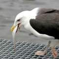Bild8